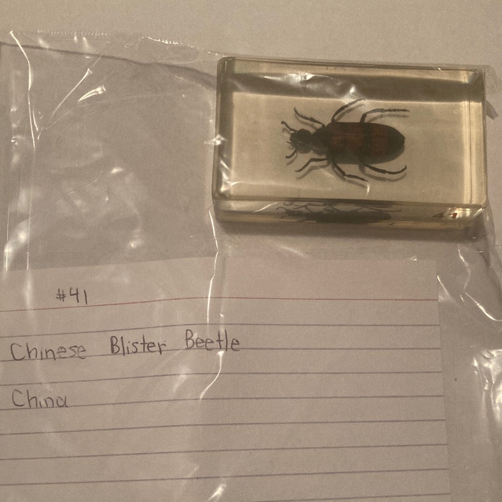 Chinese Blister Beetle - China